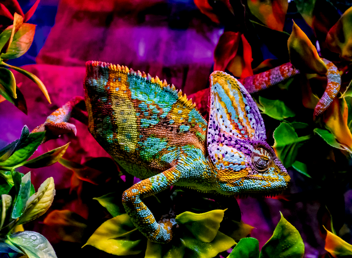 Chameleon (500 brikker)